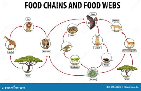Labeled Wetland Food Web