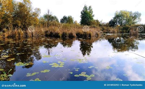Fishing On The Lake Over The Reeds Beautiful Lilies Stock Photo