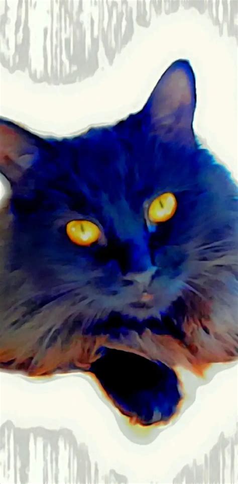 Blue Black Cat Wallpaper By 1artfulangel Download On Zedge E068