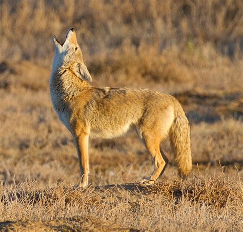 City Offering Education On Dealing With Coyotes The Oshawa Express
