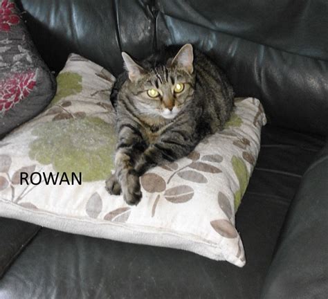 Rowan Whinnybank Cat Sanctuary