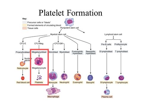 Image Result For Platelet Formation Platelets Stem Cells Physiology