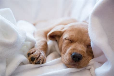Why Do Dogs Sleep So Much Great Pet Care