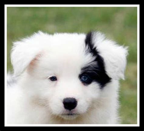 Asset kennels is a leading border collie puppy breeder in ontario, canada. Pictures of Puppies | 45 Free Cute Border Collie Puppy Images | HubPages