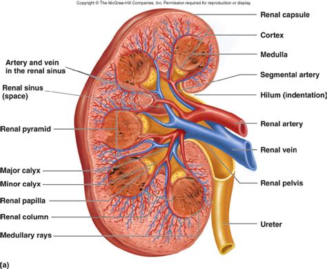 Kidney