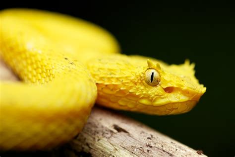Yellow Eyelash Pit Viper Bothriechis Schlegelii 4 Flickr