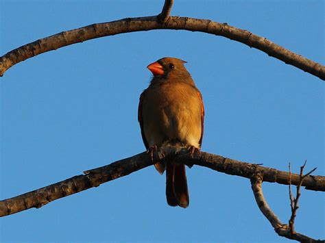 Northern Cardinal Male And Female Dfw Urban Wildlife