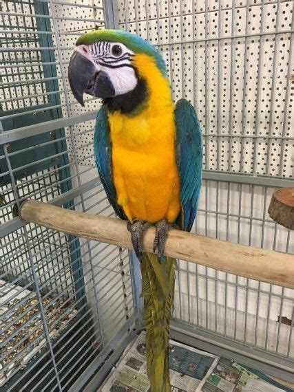 Macaw Birds For Sale Central La Ca 172308 Petzlover