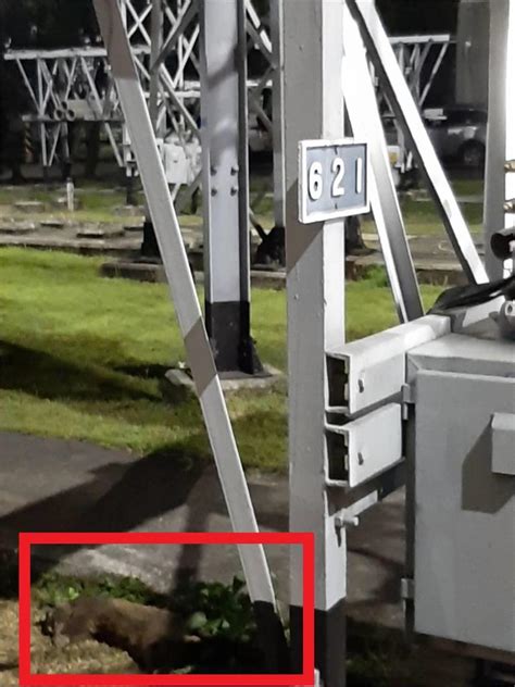 Maybe you would like to learn more about one of these? 快新聞／桃園深夜大停電原因找到了! 台電：白鼻心入侵中壢變電所 - 民視新聞網