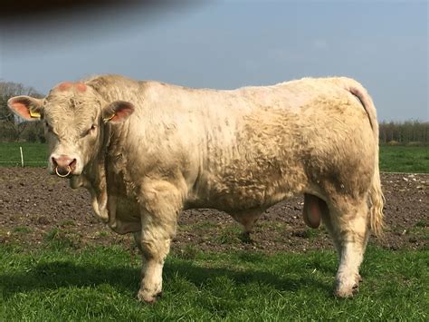The bulls compete in the national basketball association as. Charolais Bulls - Haystack Buy and sell farming