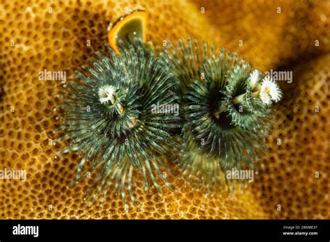 Green Christmas Tree Worms On Coral Reef Stock Photo Alamy