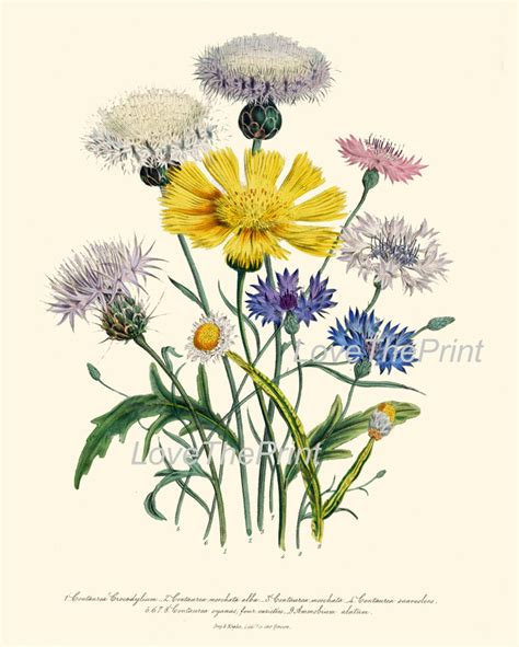 Botanical Print Loudon Flower Art 32 Beautiful Cornflower Blue Yellow