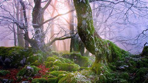 Moss Covered Forest 1920x1080 Xpost Rfoggypics Wallpapers