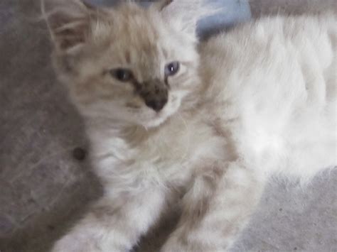 The maine coon cat breed is loved by millions of people across the world, particularly in the united states where they voted this breed within the top three cat breeds to own, in 2015. Maine Coon Cats For Sale | Orlando, FL #300793 | Petzlover