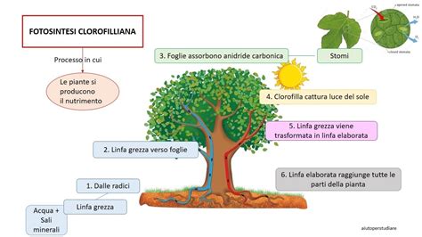 A cura degli alunni di classe quinta della scuola primaria di san bortolo, aa.ss. La fotosintesi clorofilliana - Aiutoperstudiare
