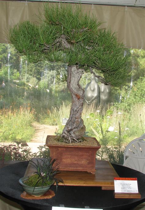 Colorado Bonsai Ponderosa Pine Bonsai Heritage Tree Colorado