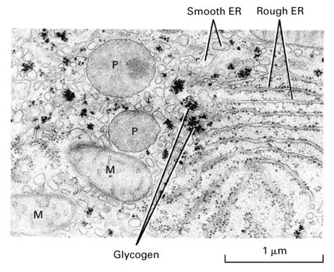 What is the main function of the smooth er in a plant cell. Cell Types and Organelles
