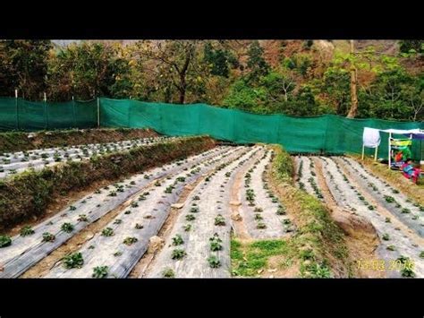 *the map showing top 10 wheat producing states of india. Organic Strawberry Cultivation at North Bengal, West Bengal, India - YouTube