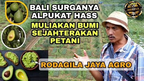 Rodagila Jaya Agro Jadikan Bali Surganya Alpukat Hass Muliakan Bumi Sejahterakan Petani Youtube