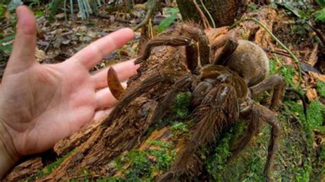 Spinnen verfügen über spinnentoxine, die sie eigentlich zum beuteerwerb nutzen, wobei in fast allen fällen andere arthropoden die beute sind. Wissenschaftler stößt auf die größte Spinne der Welt