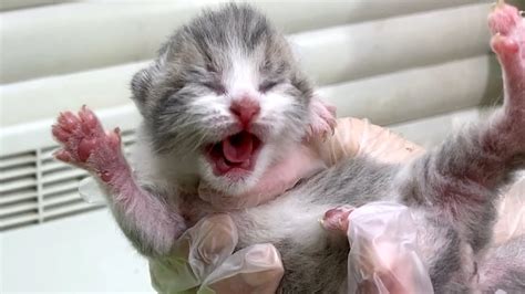 4 Day After Birth Determine The Gender Of Newborn Kittens Youtube