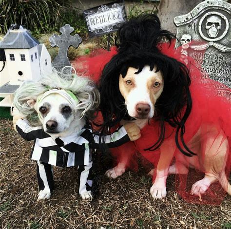 Celebrating the most iconic scene from the film beetlejuice, this illustration is sure to please and possess your home and all it's unfortunate inhabitants! maycintadamayantixibb: Beetlejuice Dog Costume Near Me