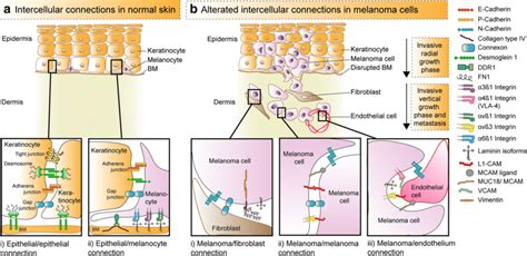 Cell Cell And Cell Matrix Adhesion Of Keratinocytes And Melanocytes In