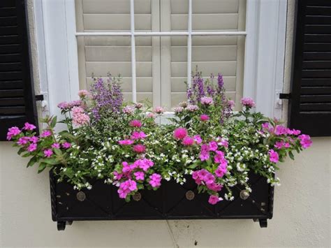 The Best Plants For Wonderful Spring Window Boxes Top Dreamer