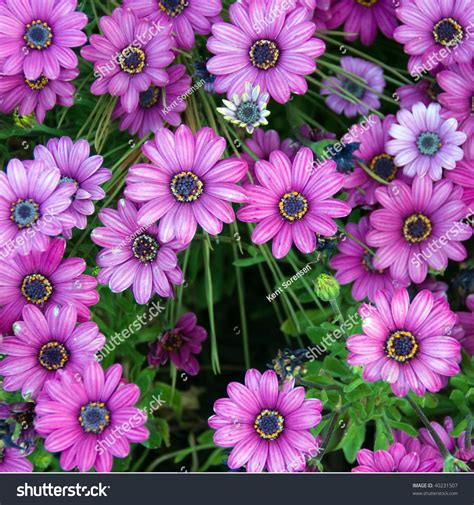 Beautiful Purple Daisies In Open Field Stock Photo 40231507 Shutterstock