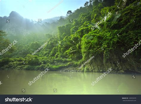 Jungle Vietnam Stock Photo 120555979 Shutterstock