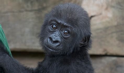Cutness Alert Baby Gorilla And An Extra Dose Of Adorableness This