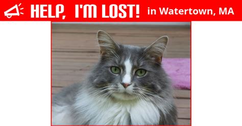 Lost Cat Watertown Massachusetts Kitty