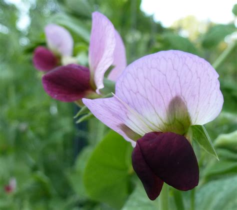Growing dwarf gray sugar peas gardeners love this pea plant for its lovely purple … The Enchanted Tree: Dwarf Grey Peas