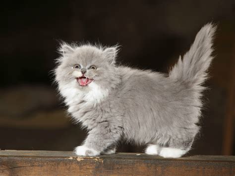 Log in to finish your rating the cat's meow. Why do cats actually meow?
