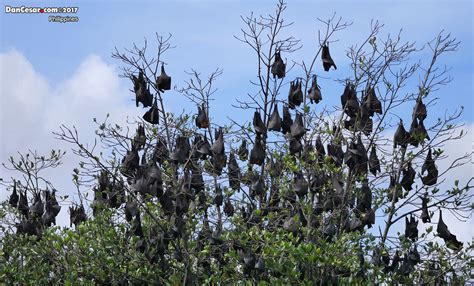 Flying Foxes Loreto Philippines P2030339 Copy Danniepolley Flickr