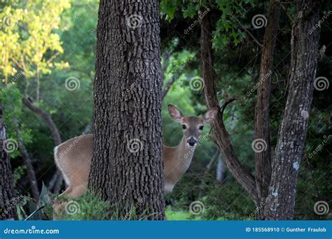 Whitetail Deer Hiding Behind A Tree In The Forest Stock Photo Image