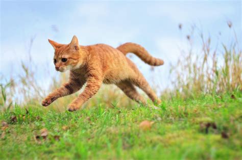 Jumping Cat By Machpl On Deviantart