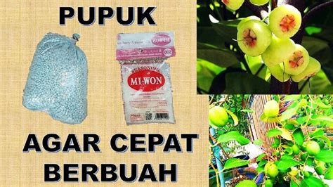 Kurma, buah yang identik dengan iklim kering, panas, dan bulan puasa. Pupuk tanaman buah agar cepat berbuah - tabulampot cepat ...