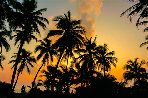 Coconut Trees Sunset Sunset Sky Creative