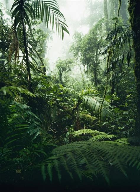 Jungle In Monteverde Cloud Forest By Axiom Photographic In 2022