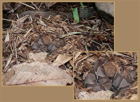 Northern Copperhead20090531 03 Flickr Photo Sharing