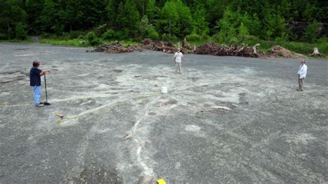 The Oldest Forest In The World Has Been Discovered In A New York Quarry