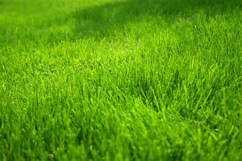 Grass Images Free Wallpaper