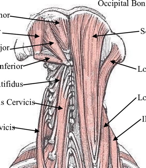 Cervical Spine Posterior Muscles