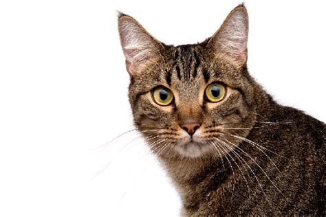 Tabby cats love to play and explore. 5 Fun Facts About the Brown Tabby Cat - Catster