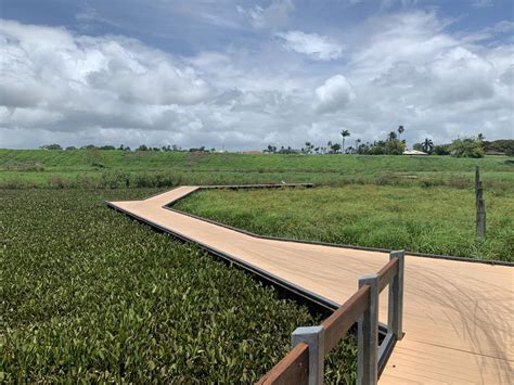 No gardener wants to see insects wreaking havoc on a bed full of ripening produce. Eye-watering cost of cleaning weed-infested lagoon | Daily ...