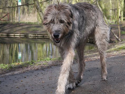Irish Wolfhounds Gentle When Stroked Fierce When Provoked