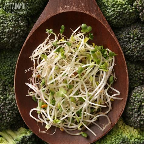 Broccoli Sprouts How To Grow Them For Fresh Greens Year Round