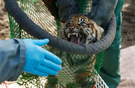 A Sumatran Tiger Cub Has A Routine Health Check In Its