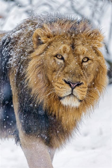 Lion In The Snow Favorite Photoz